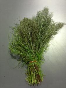 En cuisine : Le fenouil bronze est souvent associ&eacute; aux plats de poissons, aux marinades, aux fruits de mer, et accompagne &eacute;galement avec... 