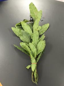 En cuisine : Les feuilles du laurier sauce doivent &ecirc;tre s&eacute;ch&eacute;es avant utilisation, fra&icirc;ches elles sont l&eacute;g&egrave;rement... 