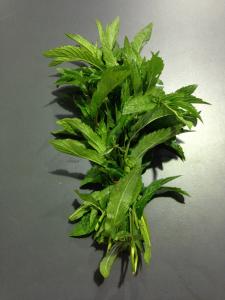 En cuisine : Elle est surtout utilis&eacute;e avec les boissons (sirops, infusions, liqueurs, jus de fruits...). La menthe poivr&eacute;e est un hybride... 