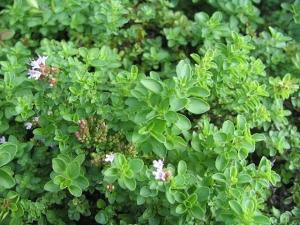 L'origan commun est une petite plante vivace originaire du bassin m&eacute;diterran&eacute;en utilis&eacute; pour parfumer les pizzas, mais aussi... 