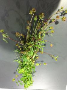 En cuisine&nbsp;: Elle accompagne &agrave; merveille les salades o&ugrave; elle apporte son d&eacute;licat go&ucirc;t de Melon et de concombre.
