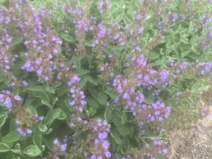 En cuisine&nbsp;: Les fleurs de la sauge cassis s'utilisent en salades o&ugrave; elles apportent une touche originale de cassis. Elles peuvent aussi... 