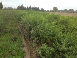 En cuisine :

Elle est surtout employ&eacute;e pour confectionner la traditionnelle tisane et pour parfumer diverses boissons, alcoolis&eacute;es ou... 
