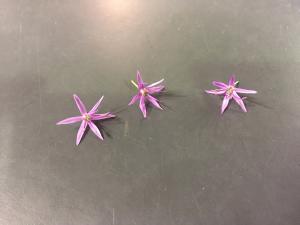 Fleurs comestibles d&eacute;coratives. R&eacute;haussent les plats de leur go&ucirc;t subtil.
