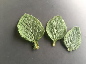 Les feuilles ont un go&ucirc;t frais iod&eacute;, rappelant l&rsquo;huitre. Les feuilles se mangent crues en salade (choisir les jeunes pousses), ou cuites... 
