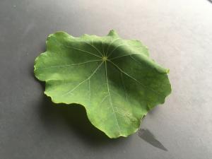 Les feuilles, riches en vitamines C, se mangent en salade. Les fleurs, d&rsquo;un go&ucirc;t poivr&eacute;, rel&egrave;vent les salades vertes, poisson,... 