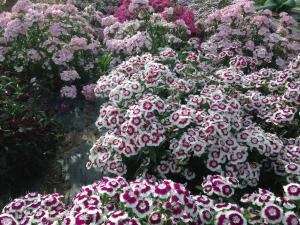 Fleur bicolore de diff&eacute;rentes couleurs, l&rsquo;&oelig;illet de chine poss&egrave;de un go&ucirc;t astringent proche du clou de girofle, l&eacute;g&egrave;rement... 