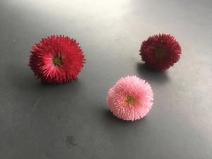 La p&acirc;querette, fleur de printemps a un go&ucirc;t doux et agr&eacute;able qui rappelle le pamplemousse. En d&eacute;coration dans de nombreux plats,... 