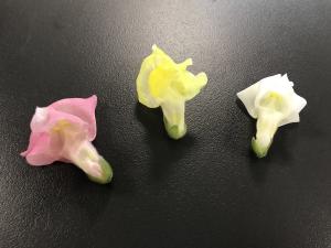 Fleur &eacute;l&eacute;gante, solitaires ou en grappes, de coloris divers, rappelant la forme d&rsquo;un mufle. Blanches, oranges ou pourpre, les fleurs... 