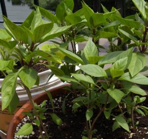 Le basilic tha&iuml; est une plante condimentaire aromatique annuelle mellif&egrave;re originaire d'Asie d'une hauteur d'environ 40 cm &agrave;... 