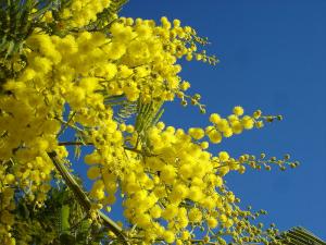 Le mimosa est un cousin du robinier, ou faux-acacia. Les gourmets trouvent au mimosa des senteurs de concombre, melon, violette, miel de fleurs, amande... 
