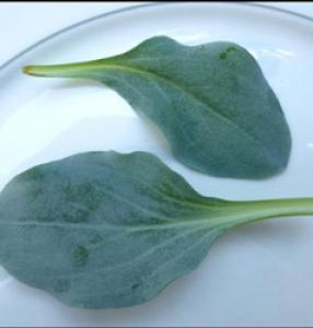 Le go&ucirc;t iod&eacute; tr&egrave;s intense et leur texture l&eacute;g&egrave;rement croquante de ses feuilles en font un met tout &agrave; fait sensationnel.... 