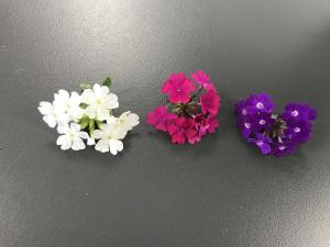 Les fleurs blanc cass&eacute;, roses ou rouges sont minuscules et &eacute;voquent le&nbsp;citron &ndash; et tr&egrave;s bonnes&nbsp;pour les th&eacute;s... 